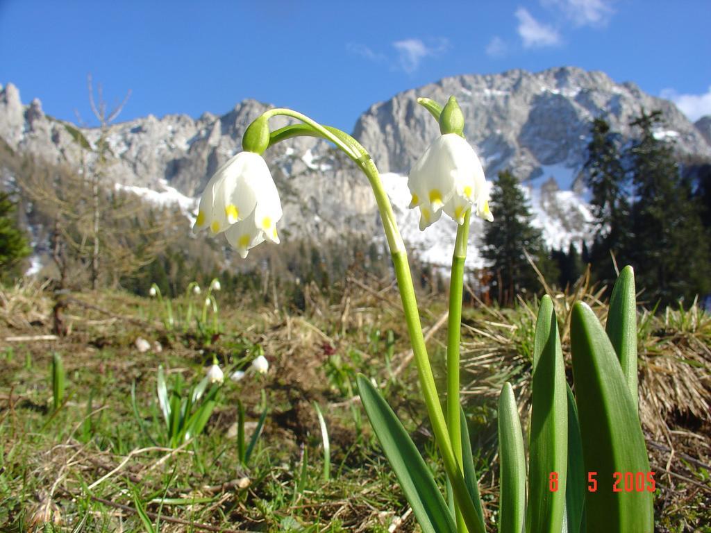 Holiday Chalet "Alpine Dreams" With Private Wellness 솔차바 외부 사진